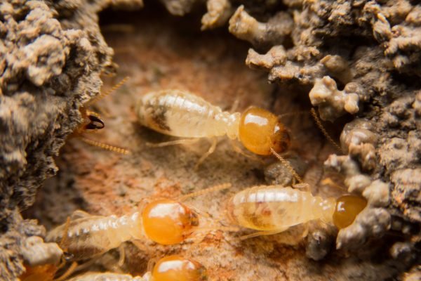 41616839 - termites nesting