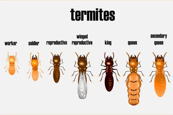 termites-by-task-600x392-1